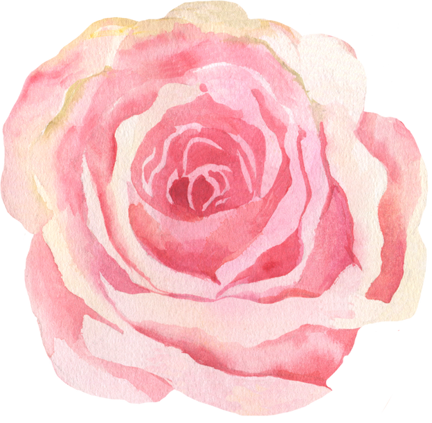 Pink Rose Illustration